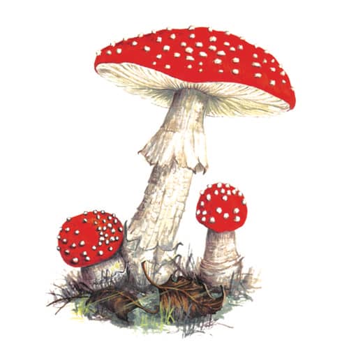 flyagaric fungi illustration for product design