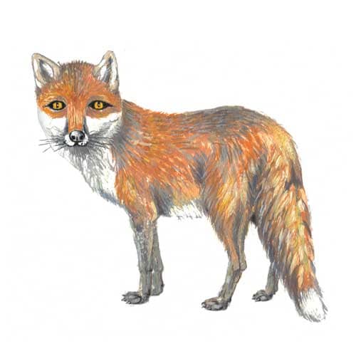 Fox Illustration for product design