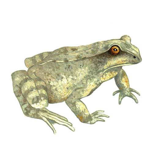 Frog Illustration for product design