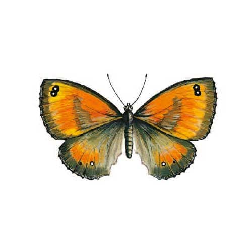 Garekeeper Butterfly Illustration for product design