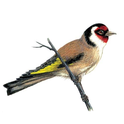 goldfinch illustration for product design