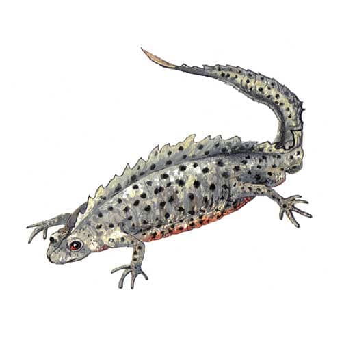 Great Crested Newt Male Illustration for product design