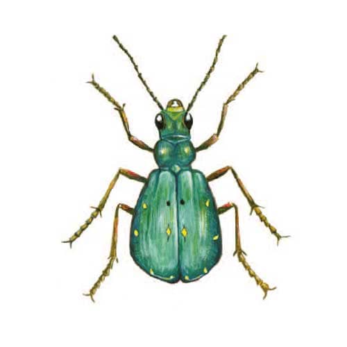 Green-tiger-beetle illustration for product design