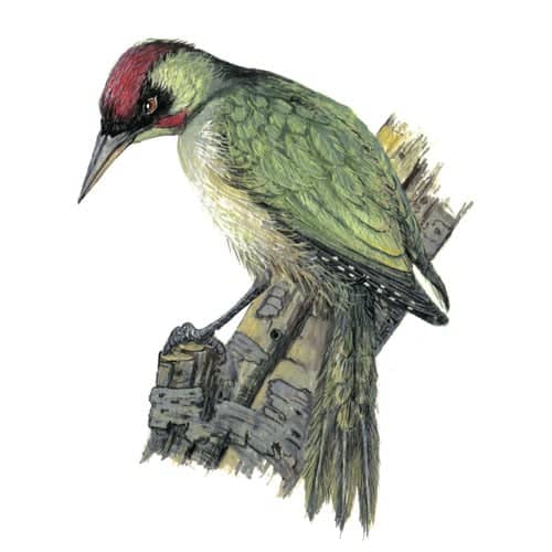 greenwoodpecker illustration for product design