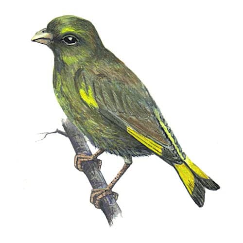 Greenfinch illustration for product design