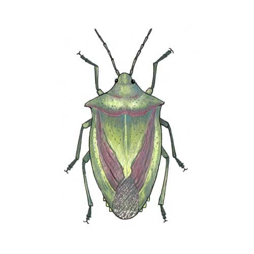Hawthorn Shield Bug illustration for product design