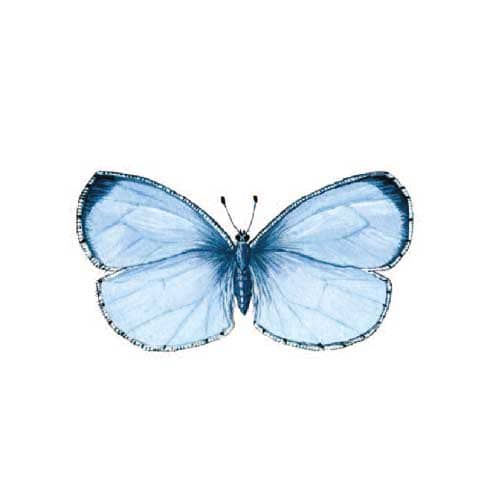 holy-blue Butterfly Illustration for product design