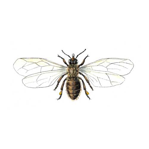 Honeybee illustration for product design