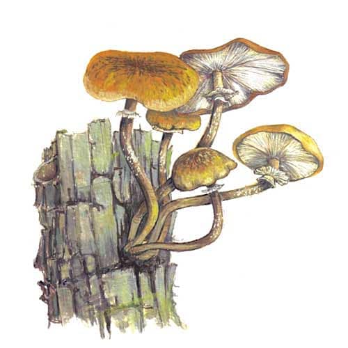 Honey Fungus illustration for product design