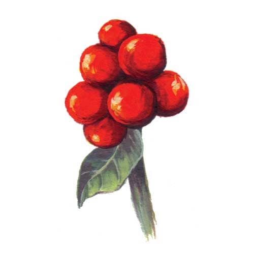 honeysucklefruits illustration for product design