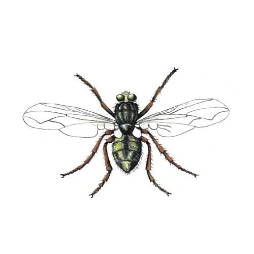 Housefly illustration for product design
