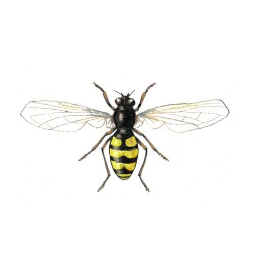 Hoverfly illustration for product design