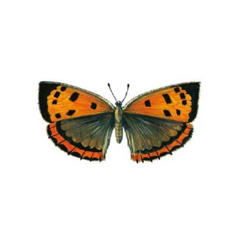 Lady-copper Butterfly Illustration for product design
