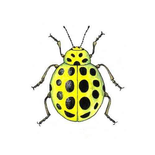 Ladybird Yellow illustration for product design