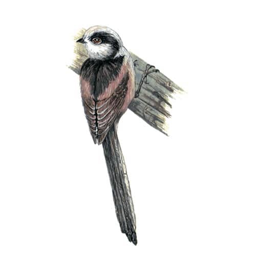long tailedtit illustration for product design