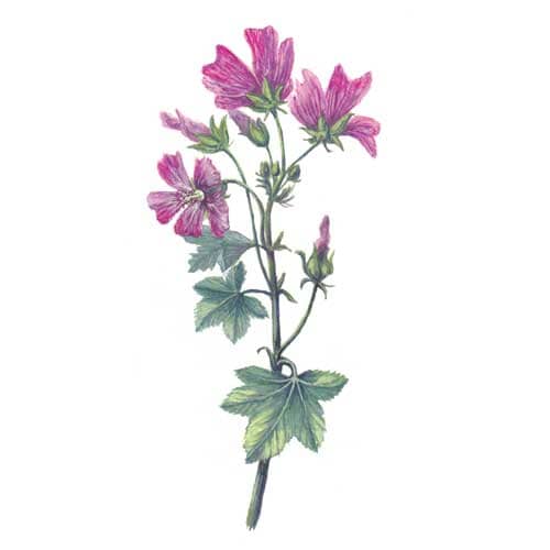 Mallow Plant illustration for product design