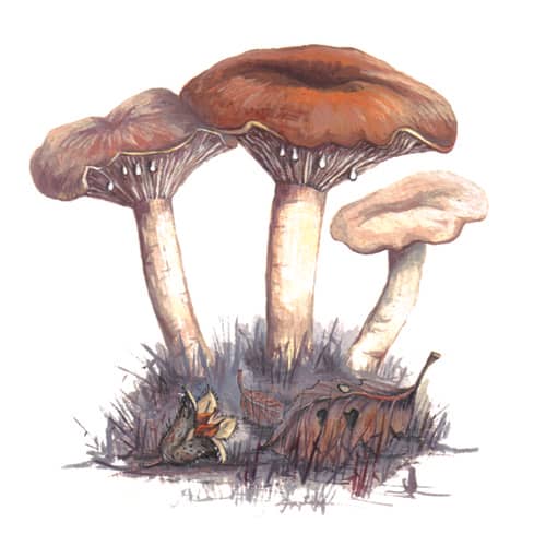 Milkcap fungi illustration for product design
