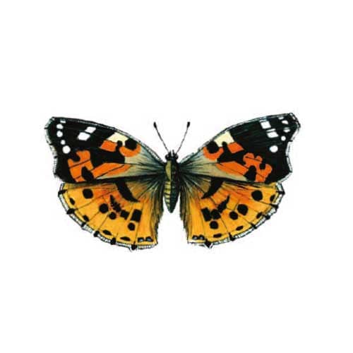 painted-lady Butterfly Illustration for product design