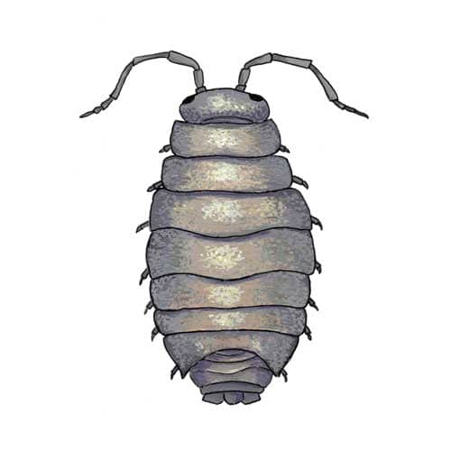 Pillbug illustration for product design