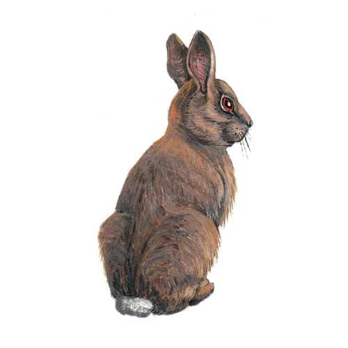 Rabbit Illustration for product design