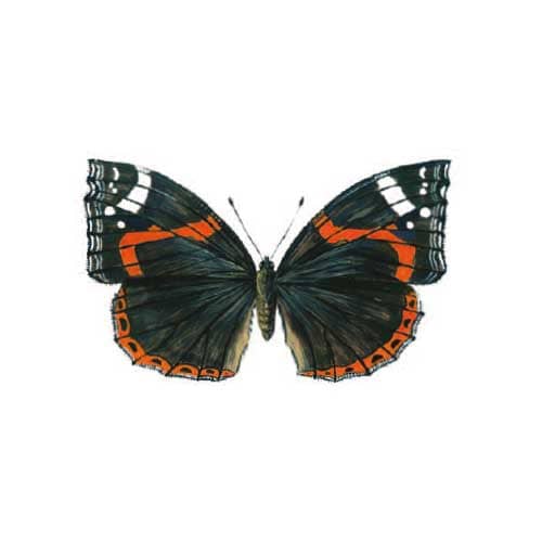Red-admiral Butterfly Illustration Butterfly Illustration for product design