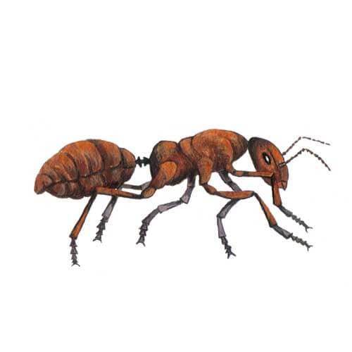 Red Ant illustration for product design