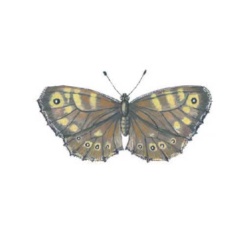 Ringlet Butterfly Illustration for product design