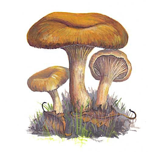 Rolrim fungi illustration for product design