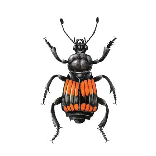 Sexton Beetle illustration for product design
