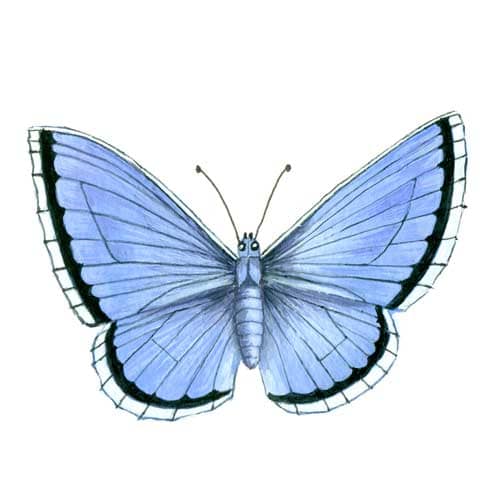 Silver studded blue Butterfly Illustration for product design