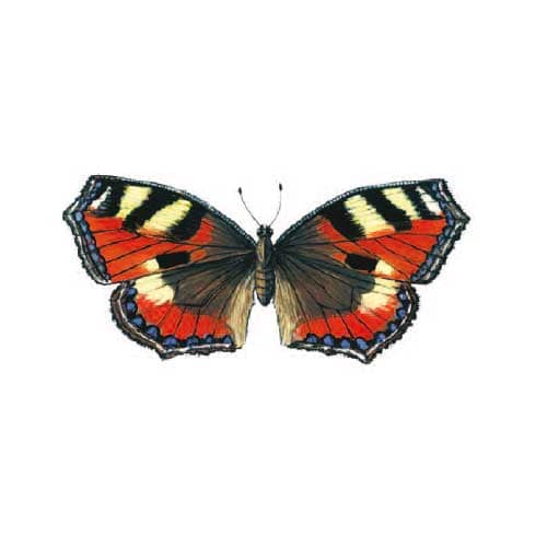 Small-tortoiseshell Butterfly Illustration for product design