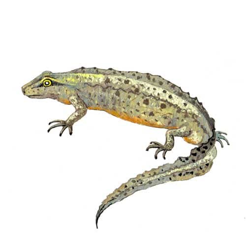 Smooth Newt Male Illustration for product design