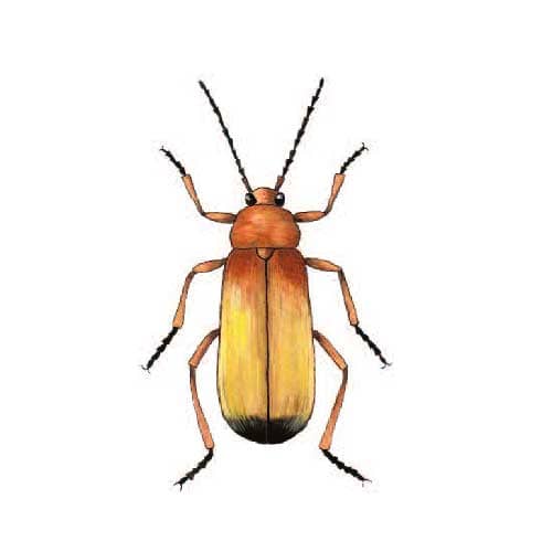 Soldier Beetle illustration for product design
