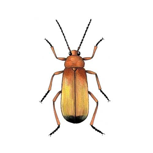 Soldier beetle illustration for product design