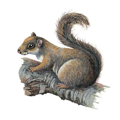 Squirrel Illustration for product design