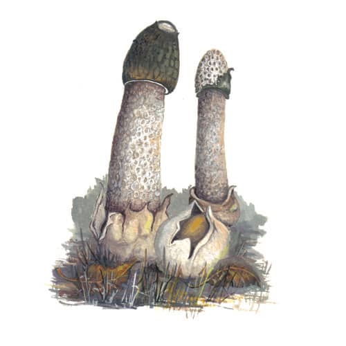 Stinkhorn Fungi illustration for product design