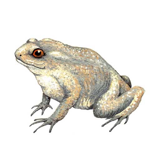 Toad Illustration for product design