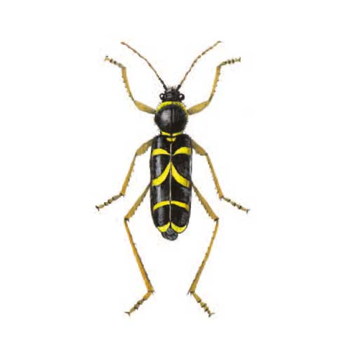 Wasp Beetle illustration for product design