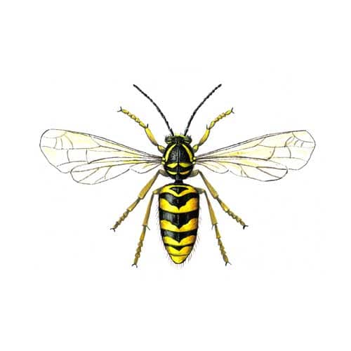 Wasp Illustration for product design