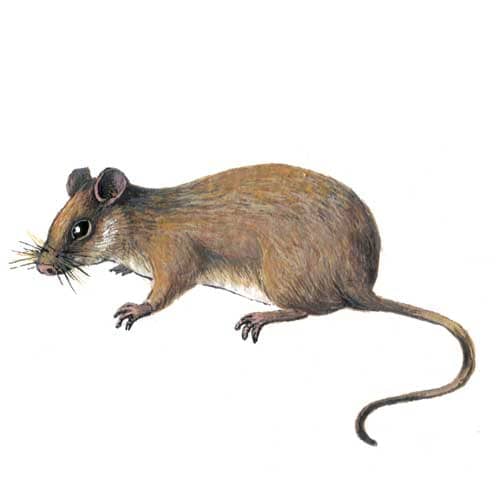 Woodmouse Illustration for product design