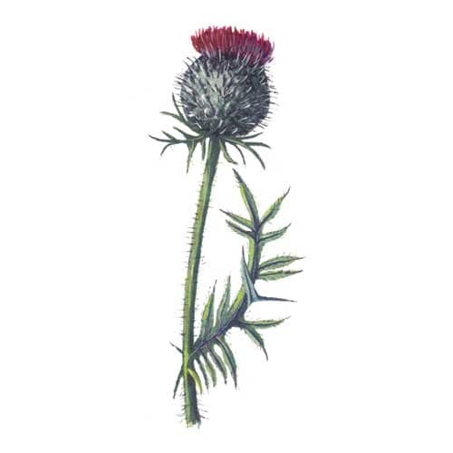 Woolly Thistle Illustration for product design