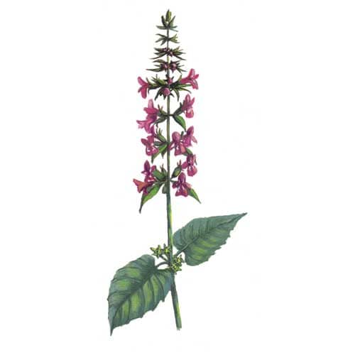 Wound Wort Plant illustration for product design