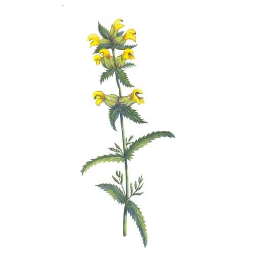 Yellow Rattle Flower Illustration for product design