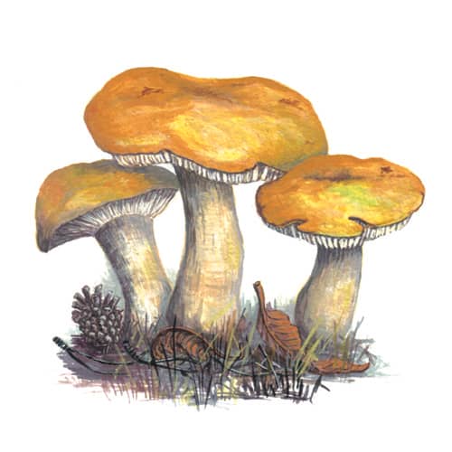 Yellow Russula Fungi illustration for product design
