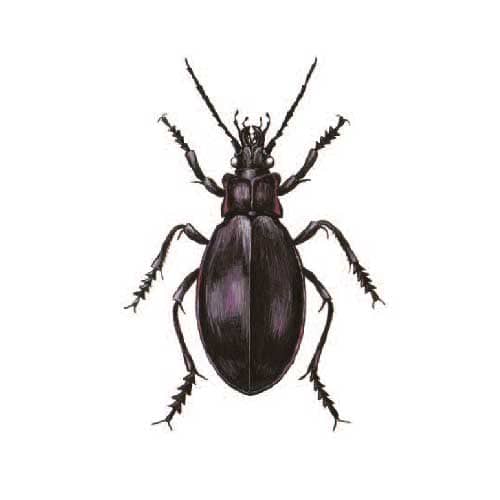 violet-ground-beetle illustration for product design