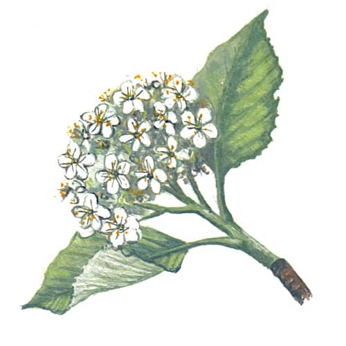 Whitebeam flowers Illustration