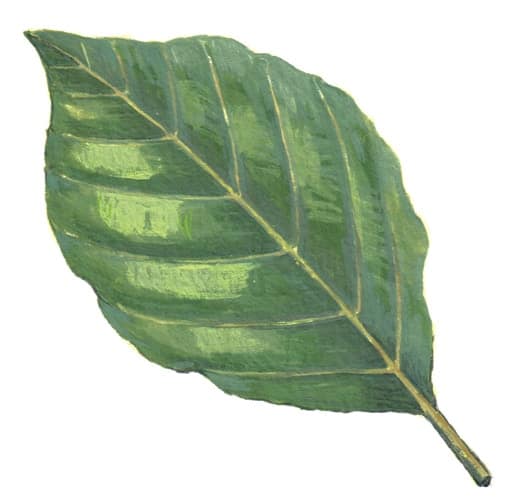 Beech Leaf illustration for product design