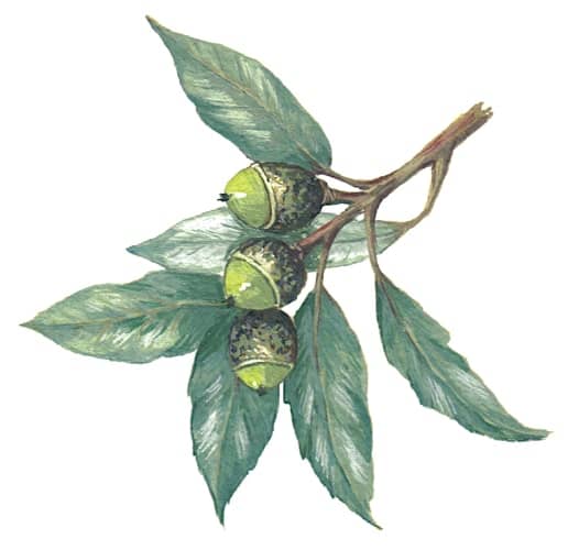 Evergreen Oak Branch fruits Illustration for product design