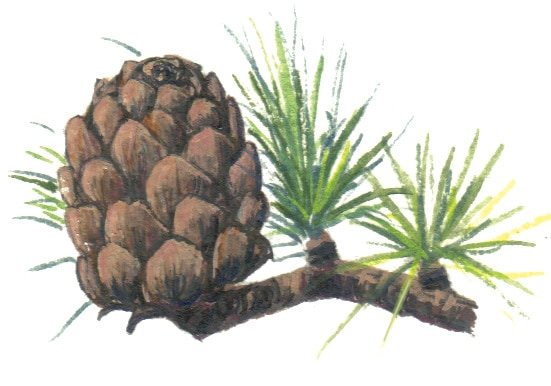 Larch Cone illustration for product design