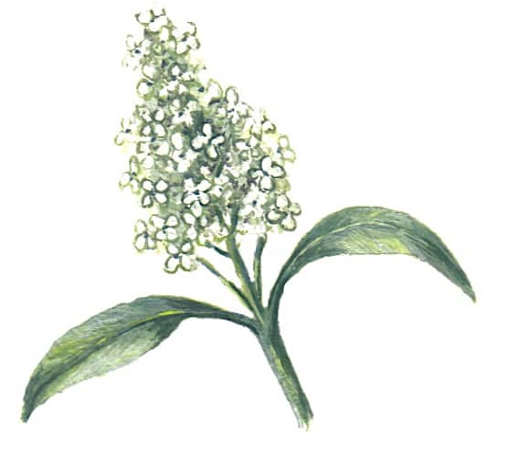 Privet Flower Illustration for product design